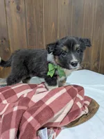 Meet Lark 🐾, a female Australian Shepherd and Border Collie for sale in Fresno, OH – Photo 1 of 10