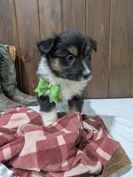 Meet Lark 🐾, a female Australian Shepherd and Border Collie for sale in Fresno, OH – Photo 6 of 10