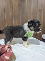Meet Lark 🐾, a female Australian Shepherd and Border Collie for sale in Fresno, OH – Photo 4 of 10