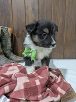 Meet Lark 🐾, a female Australian Shepherd and Border Collie for sale in Fresno, OH – Photo 7 of 10