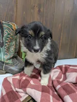 Meet Lark 🐾, a female Australian Shepherd and Border Collie for sale in Fresno, OH – Photo 2 of 10