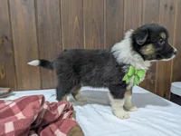 Meet Lark 🐾, a female Australian Shepherd and Border Collie for sale in Fresno, OH – Photo 5 of 10