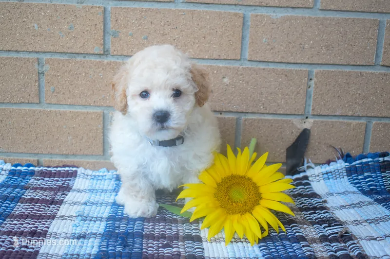 Francis – Maltipoo puppy for sale in Fresno, OH
