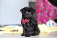 Randall, a male Yorkipoo for sale in Fresno, OH – 6 of 7