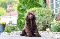 Cherri, a female Newfypoo for sale in Fresno, OH – 4 of 7