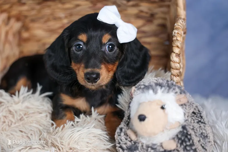 🐾 MEET VIKING 🐶❤️ – Miniature Dachshund puppy for sale in Fresno, OH