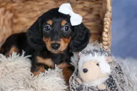 🐾 MEET VIKING 🐶❤️, a male Miniature Dachshund for sale in Fresno, OH – Photo 1 of 10