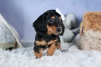 🐾 MEET VIKING 🐶❤️, a male Miniature Dachshund for sale in Fresno, OH – Photo 3 of 10