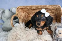 🐾 MEET VIKING 🐶❤️, a male Miniature Dachshund for sale in Fresno, OH – Photo 6 of 10