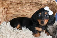 🐾 MEET VIKING 🐶❤️, a male Miniature Dachshund for sale in Fresno, OH – Photo 8 of 10