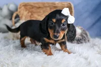 🐾 MEET VIKING 🐶❤️, a male Miniature Dachshund for sale in Fresno, OH – Photo 4 of 10