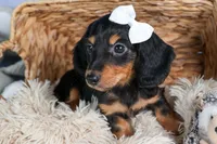 🐾 MEET VIKING 🐶❤️, a male Miniature Dachshund for sale in Fresno, OH – Photo 7 of 10