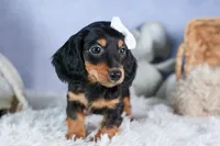 🐾 MEET VIKING 🐶❤️, a male Miniature Dachshund for sale in Fresno, OH – Photo 2 of 10