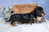 🐾 MEET VIKING 🐶❤️, a male Miniature Dachshund for sale in Fresno, OH – Photo 10 of 10