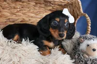 🐾 MEET VIKING 🐶❤️, a male Miniature Dachshund for sale in Fresno, OH – Photo 9 of 10