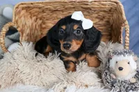 🐾 MEET VIKING 🐶❤️, a male Miniature Dachshund for sale in Fresno, OH – Photo 5 of 10