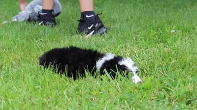 Lulu, a female Miniature Bernedoodle for sale in Fresno, OH – 6 of 6
