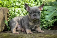 🐾 Mateo, a male French Bulldog for sale in Fresno, OH – 5 of 10