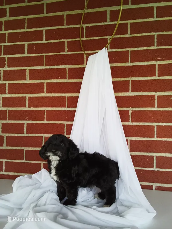 🐾 Meet Petunia – Beautiful F1B Yorkiepoo Puppy! 🐾 – Yorkipoo puppy for sale in Fresno, OH