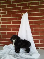 🐾 Meet Petunia – Beautiful F1B Yorkiepoo Puppy! 🐾, a female Yorkipoo for sale in Fresno, OH – 1 of 5