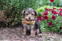 Rhett, a male Yorkipoo for sale in Fresno, OH – 5 of 6