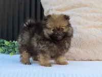 Polly 🐾🌸, a female Pomeranian for sale in Fresno, OH – 5 of 10