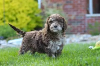 Trixie, a female Newfypoo for sale in Fresno, OH – 3 of 6