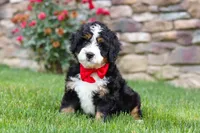 Buzz, a male Miniature Bernedoodle for sale in Fresno, OH – 6 of 9