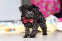 Randall, a male Yorkipoo for sale in Fresno, OH – 3 of 7