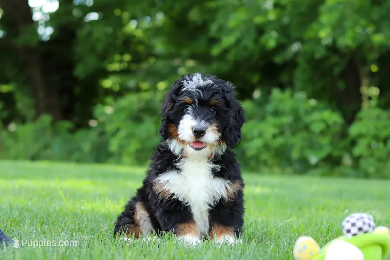 Baxter – Miniature Bernedoodle puppy for sale in Fresno, OH