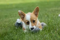 Dixie 🐶💖, a female Pembroke Welsh Corgi for sale in Fresno, OH – 8 of 10