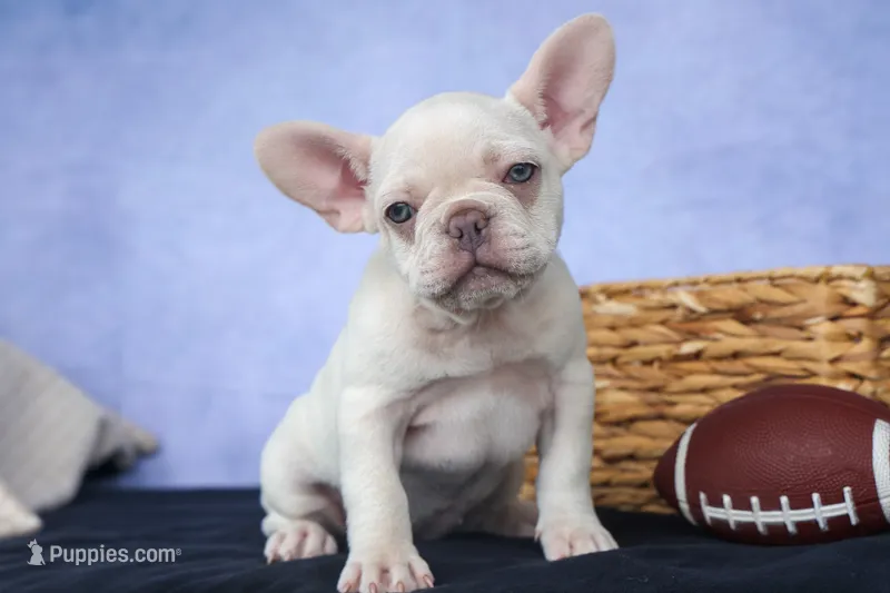 💕Jasmine – French Bulldog puppy for sale in Fresno, OH