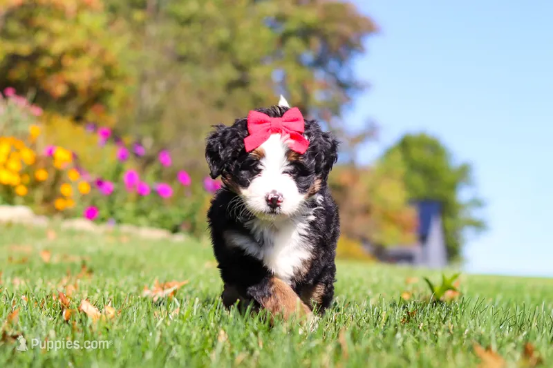 Bena – Miniature Bernedoodle puppy for sale in Fresno, OH