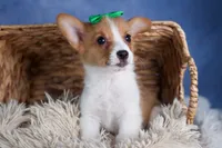 Larson, a male Pembroke Welsh Corgi for sale in Fresno, OH – Photo 8 of 10