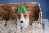 Larson, a male Pembroke Welsh Corgi for sale in Fresno, OH – Photo 7 of 10
