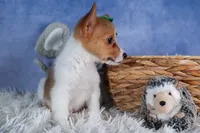 Larson, a male Pembroke Welsh Corgi for sale in Fresno, OH – Photo 3 of 10