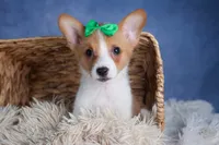 Larson, a male Pembroke Welsh Corgi for sale in Fresno, OH – Photo 9 of 10
