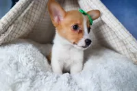 Larson, a male Pembroke Welsh Corgi for sale in Fresno, OH – Photo 1 of 10