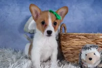 Larson, a male Pembroke Welsh Corgi for sale in Fresno, OH – Photo 2 of 10