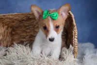 Larson, a male Pembroke Welsh Corgi for sale in Fresno, OH – Photo 6 of 10