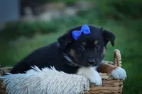 Langston 🐶, a female Miniature Aussiedoodle for sale in Fresno, OH – 8 of 9