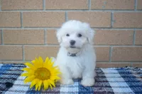 Roscoe💙, a male Maltese for sale in Fresno, OH – 2 of 3