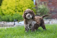 Trixie, a female Newfypoo for sale in Fresno, OH – 5 of 6