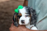 Jaxon 🐶💙, a male Cocker Spaniel for sale in Fresno, OH – 2 of 9