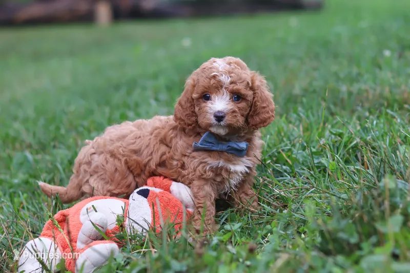 Jaxon – Cavapoo puppy for sale in Fresno, OH