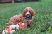 Jaxon, a male Cavapoo for sale in Fresno, OH – 6 of 9