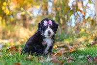 Olivia, a female Miniature Bernedoodle for sale in Fresno, OH – 4 of 6