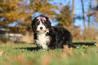 Hazel, a female Miniature Bernedoodle for sale in Fresno, OH – 2 of 6