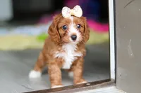 Dolly, a female Cavapoo for sale in Fresno, OH – 5 of 10