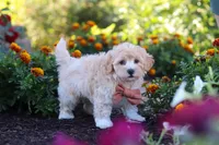 Benji, a male Havapoo for sale in Fresno, OH – 4 of 7